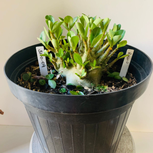 3110 9 Arabicum Rhino Adulta