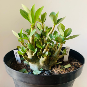 3110 12 Arabicum RDF Adulta