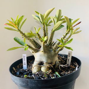 3110 13 Arabicum Nom sod dd Adulta