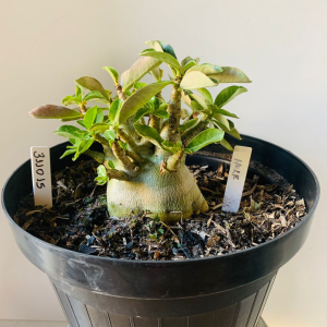 3110 15 Arabicum Hulk Adulta