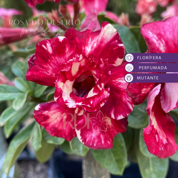 Podadinha - Rosa do Deserto Egg Mutation