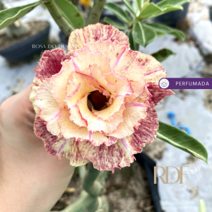 Podadinha - Rosa do Deserto Mussela