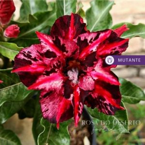 Baby - Rosa Do Deserto Kaleidoscope