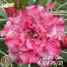 Podadinha - Rosa do Deserto Billie Cole (EV75)