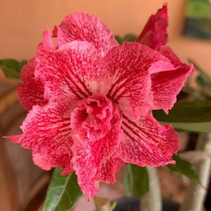 Podadinha - Rosa do Deserto Renda(EV150)