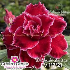 Podadinha - Rosa do Deserto Dalila de Sansão(EV117)