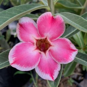 Podadinha - Rosa do Deserto Romantic Edge (Buquê)