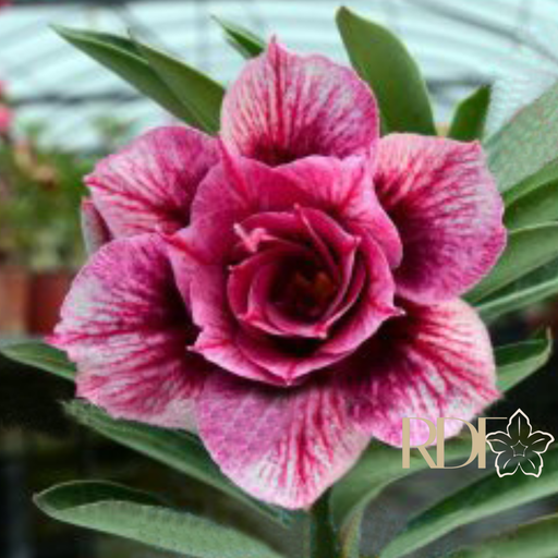 Baby - Rosa do Deserto Hexagon Gem