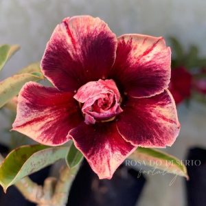Podadinha - Rosa do Deserto Israela