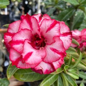 Baby - Rosa do Deserto Hanna