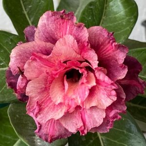 Podadinha - Rosa do Deserto Crimson Tide