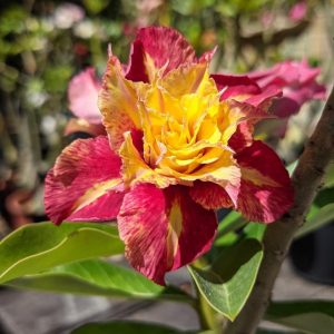 Baby - Rosa do Deserto Genoa