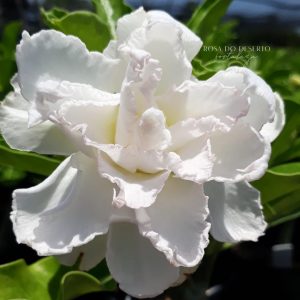 Podadinha - Rosa do deserto Floco de neve