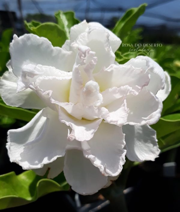 Podadinha - Rosa do deserto Floco de neve