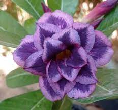 Podadinha - Rosa do Deserto Sansão