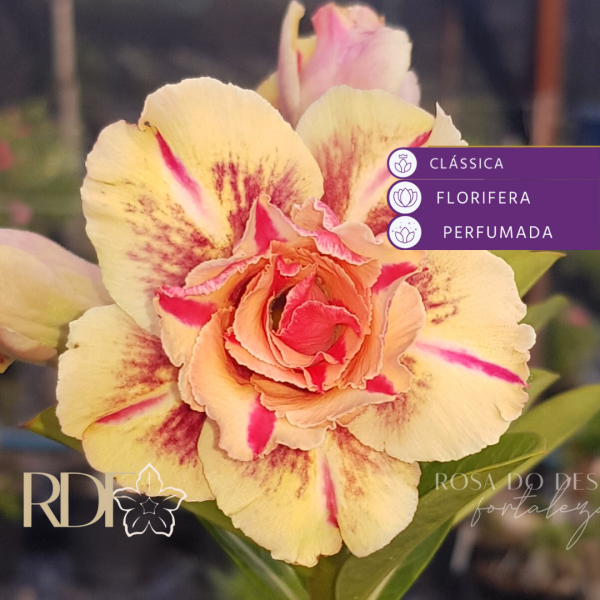 Podadinha  - Rosa do Deserto Triple Wish