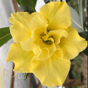 Podadinha - Rosa do Deserto Arya