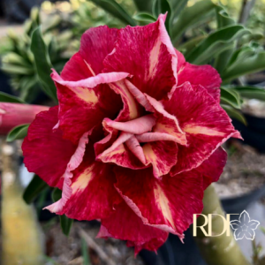 Baby - Rosa do Deserto LM4