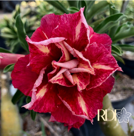 Baby - Rosa do Deserto LM4