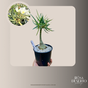 Baby - Rosa do Deserto Crispum White Buquê Enxertada