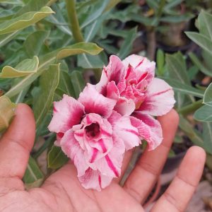 Podadinha - Rosa Do Deserto Cachinhos