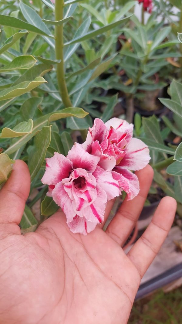 Podadinha - Rosa Do Deserto Cachinhos