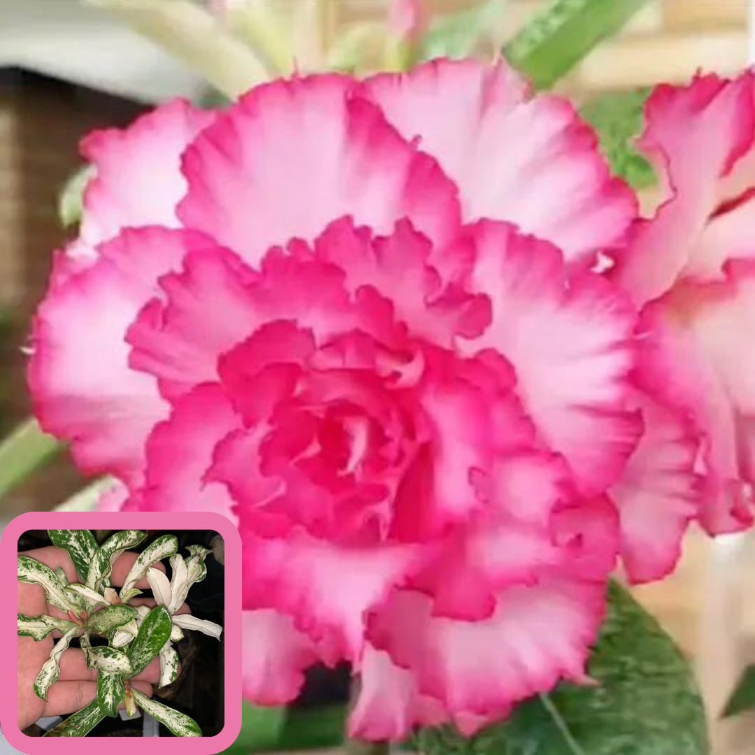 Baby - Rosa Do Deserto Isabele Variegata