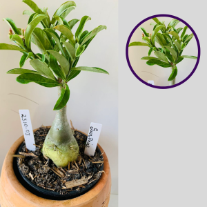 2310 03 Rosa Do Deserto Surprise