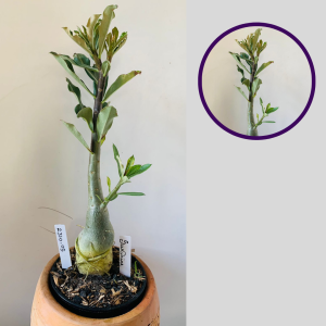 2310 05 Rosa Do Deserto Surprise