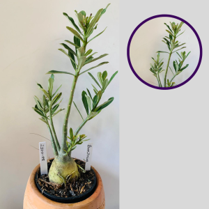 2310 08 Rosa Do Deserto Surprise