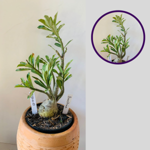 2310 11 Rosa Do Deserto Surprise