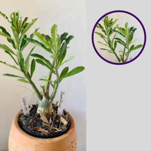 2310 14 Rosa Do Deserto Surprise