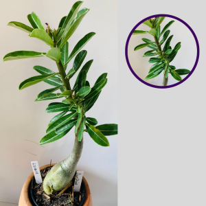 2310 18 Rosa Do Deserto Surprise