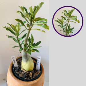 2310 23 Rosa Do Deserto Surprise