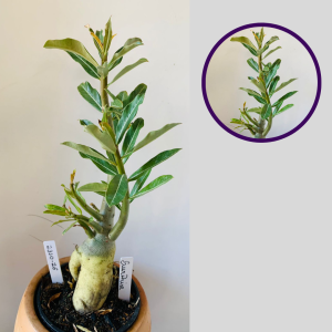 2310 26 Rosa Do Deserto Surprise