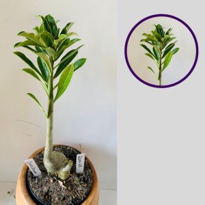 2310 28 Rosa Do Deserto Surprise