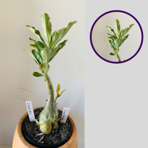 2310 30 Rosa Do Deserto Surprise