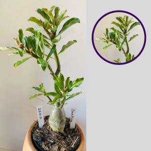 2310 31 Rosa Do Deserto Surprise