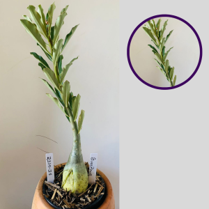 2310 37 Rosa Do Deserto Surprise