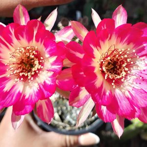 Lobivia Hibridas (ws 216)