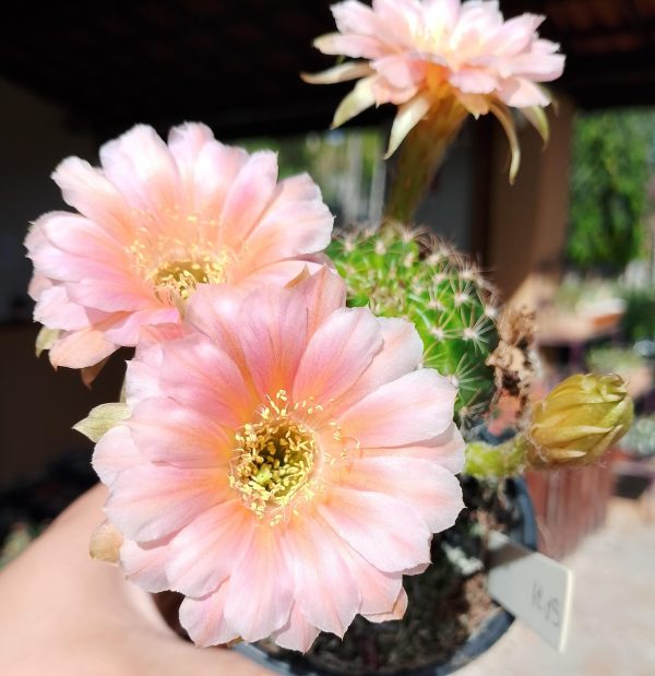 Lobivia Hibridas (SP 74)