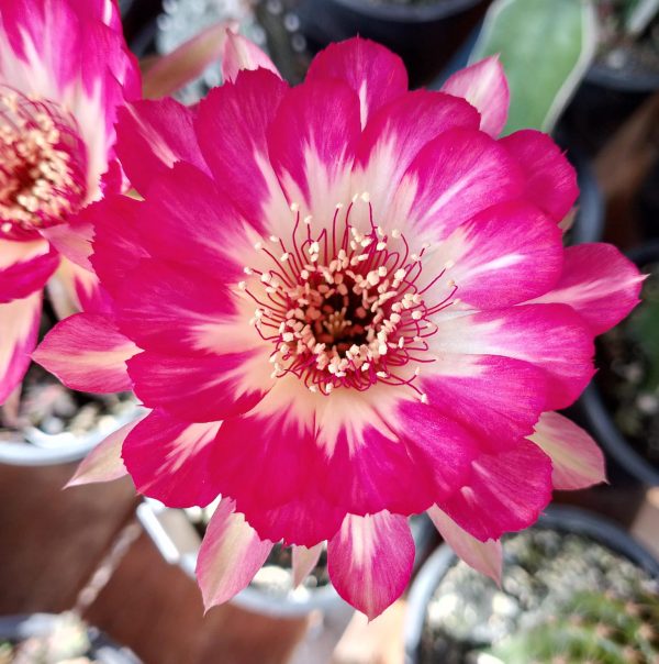 Lobivia Hibridas (ws 216) - Imagem 2