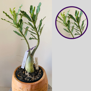 0511 01 Rosa Do Deserto Surprise