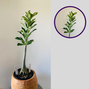 0511 08 Rosa Do Deserto Surprise