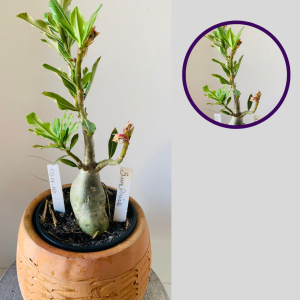 0511 10 Rosa Do Deserto Surprise