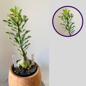 0511 14 Rosa Do Deserto Surprise