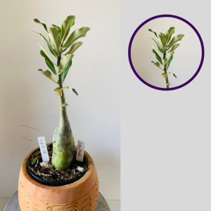 0511 16 Rosa Do Deserto Surprise