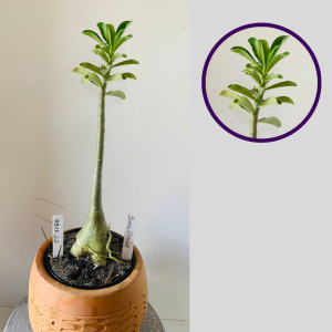 0511 22 Rosa Do Deserto Surprise