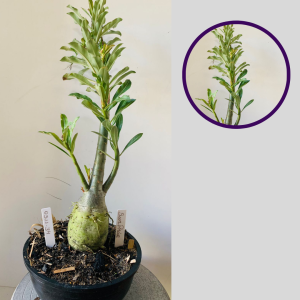 0511 34 Rosa Do Deserto Surprise