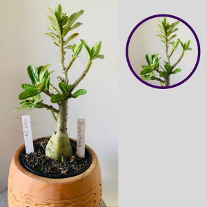 0511 39 Rosa Do Deserto Surprise